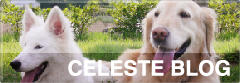 CHLESTE BLOG