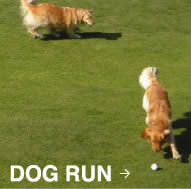 DOG RUN